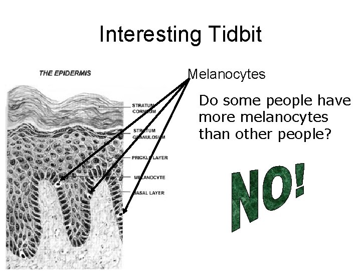 Interesting Tidbit Melanocytes Do some people have more melanocytes than other people? 