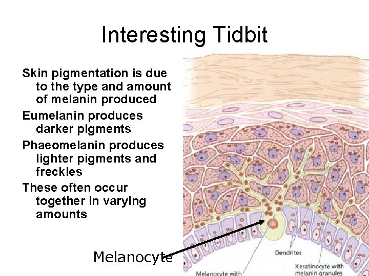 Interesting Tidbit Skin pigmentation is due to the type and amount of melanin produced
