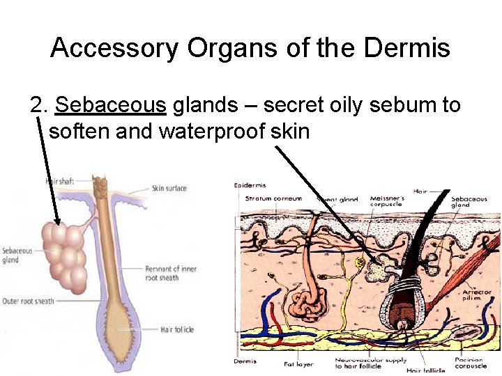 Accessory Organs of the Dermis 2. Sebaceous glands – secret oily sebum to soften