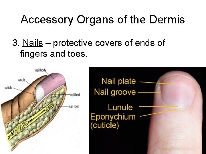 Accessory Organs of the Dermis 3. Nails – protective covers of ends of fingers