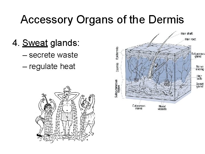Accessory Organs of the Dermis 4. Sweat glands: – secrete waste – regulate heat