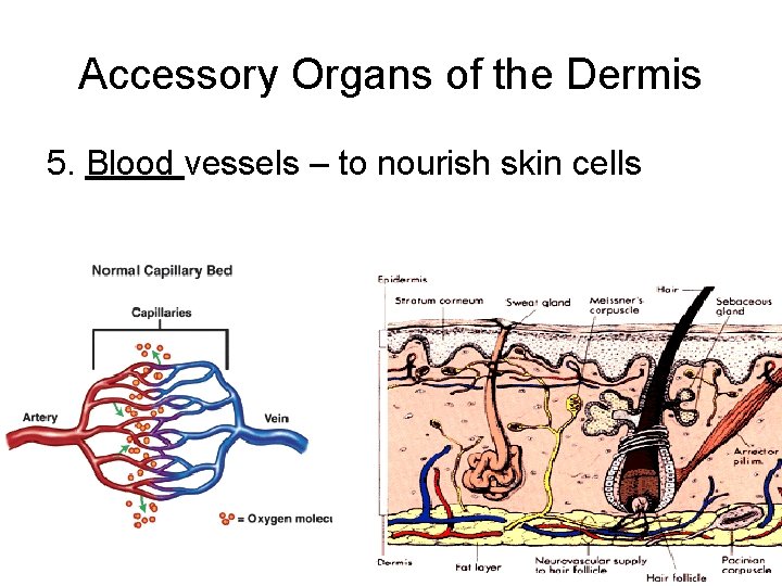 Accessory Organs of the Dermis 5. Blood vessels – to nourish skin cells 