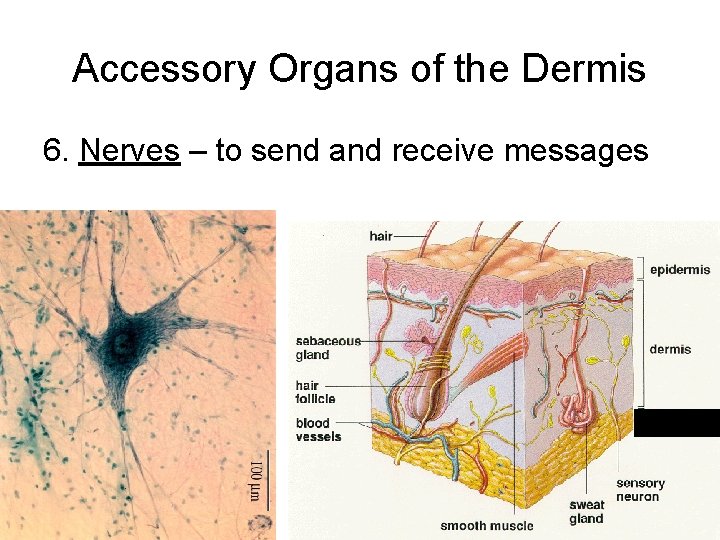 Accessory Organs of the Dermis 6. Nerves – to send and receive messages Subcutaneous