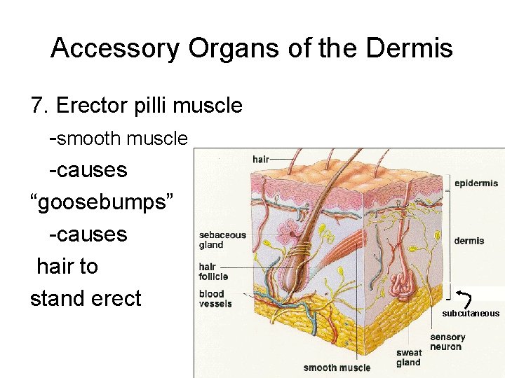 Accessory Organs of the Dermis 7. Erector pilli muscle -smooth muscle -causes “goosebumps” -causes