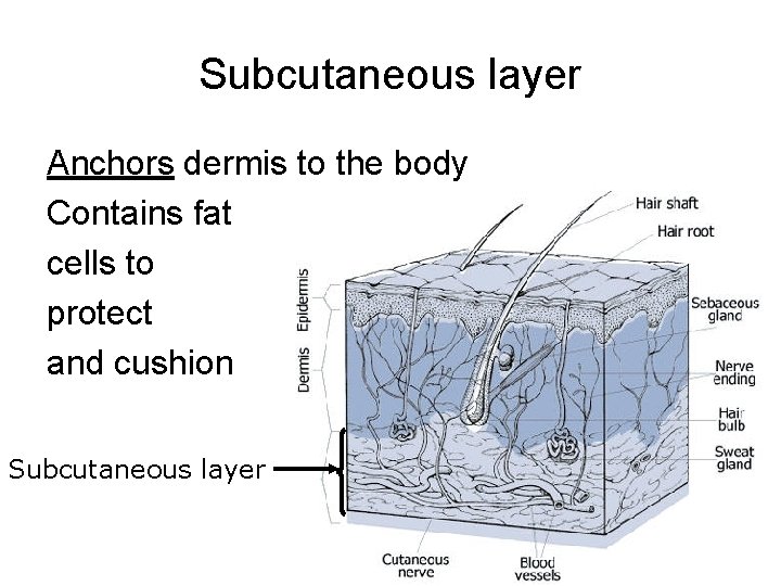 Subcutaneous layer Anchors dermis to the body Contains fat cells to protect and cushion