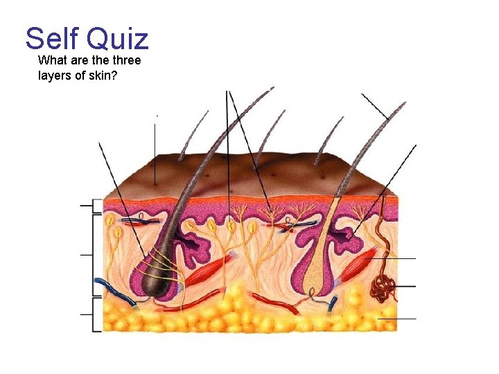 Self Quiz What are three layers of skin? 