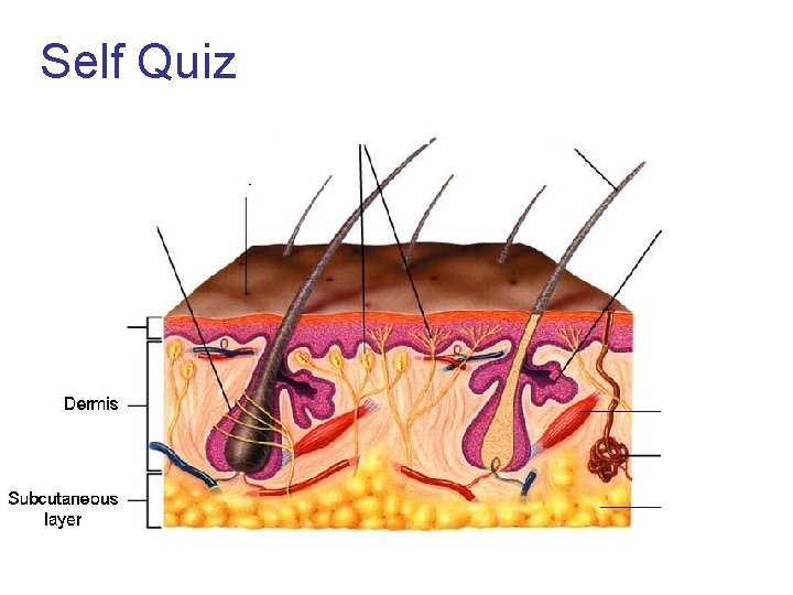 Self Quiz 