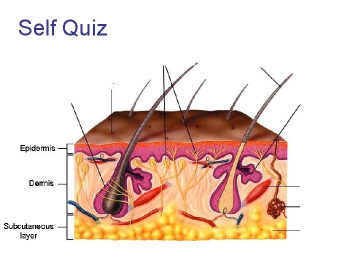 Self Quiz 