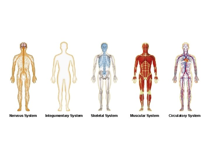 Figure 35 -2 Human Organ Systems Part I Section 35 -1 Nervous System Integumentary