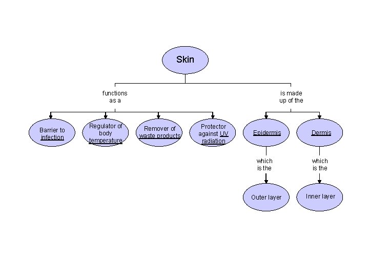 Concept Map Section 36 -3 Skin functions as a Barrier to infection Regulator of