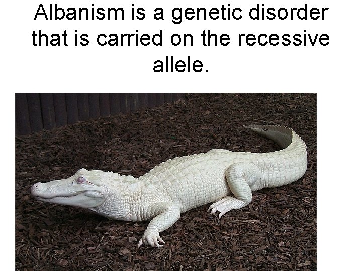 Albanism is a genetic disorder that is carried on the recessive allele. 