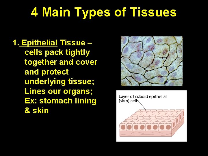 4 Main Types of Tissues 1. Epithelial Tissue – cells pack tightly together and