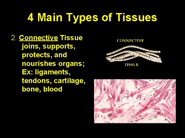 4 Main Types of Tissues 2. Connective Tissue joins, supports, protects, and nourishes organs;