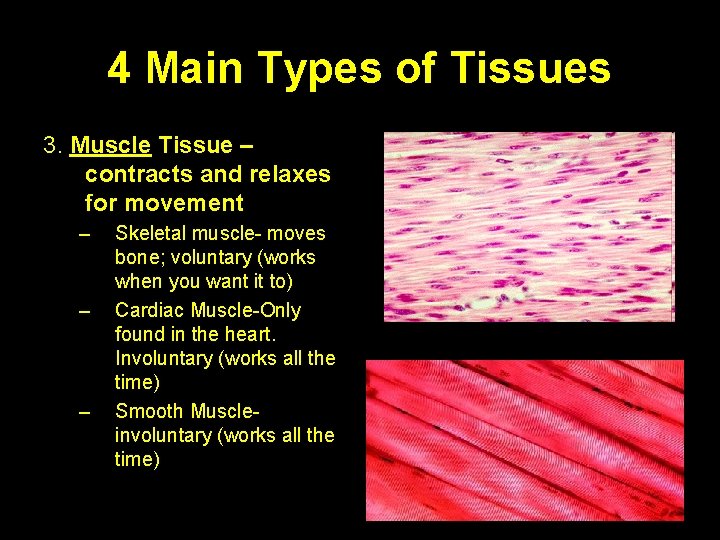 4 Main Types of Tissues 3. Muscle Tissue – contracts and relaxes for movement