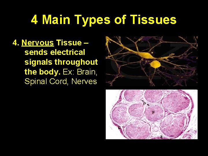 4 Main Types of Tissues 4. Nervous Tissue – sends electrical signals throughout the