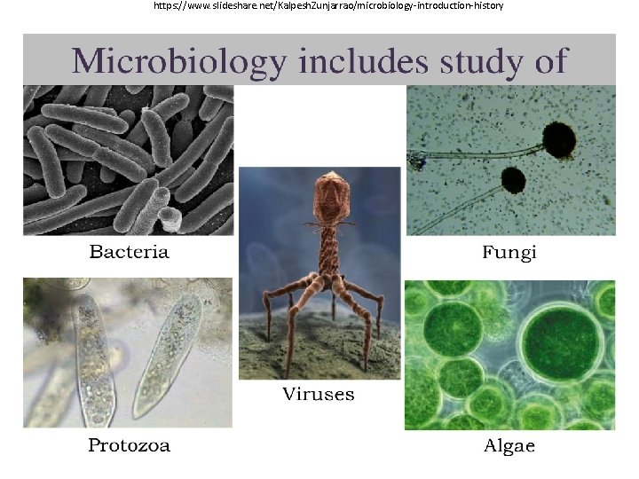 https: //www. slideshare. net/Kalpesh. Zunjarrao/microbiology-introduction-history 