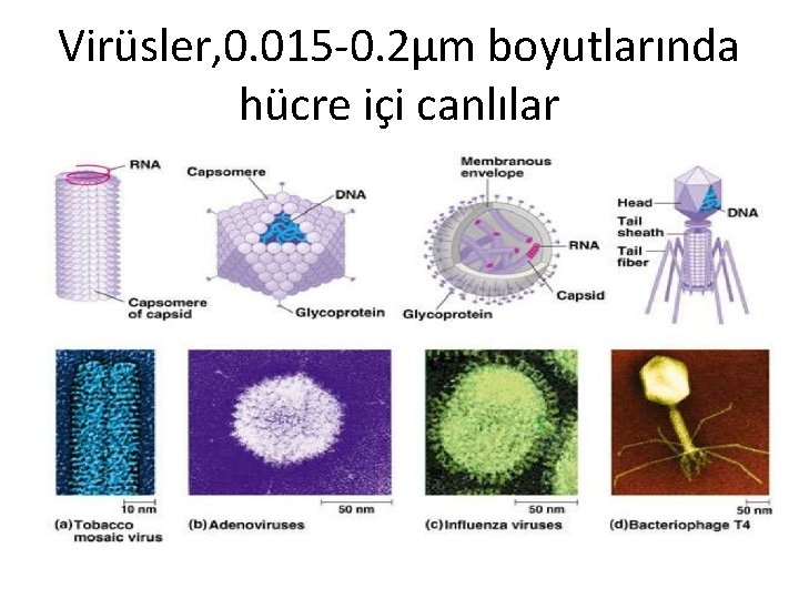 Virüsler, 0. 015 -0. 2µm boyutlarında hücre içi canlılar 