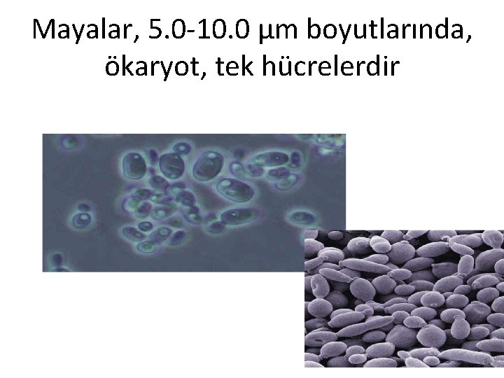 Mayalar, 5. 0 -10. 0 µm boyutlarında, ökaryot, tek hücrelerdir 