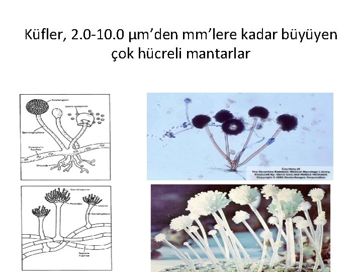 Küfler, 2. 0 -10. 0 µm’den mm’lere kadar büyüyen çok hücreli mantarlar 