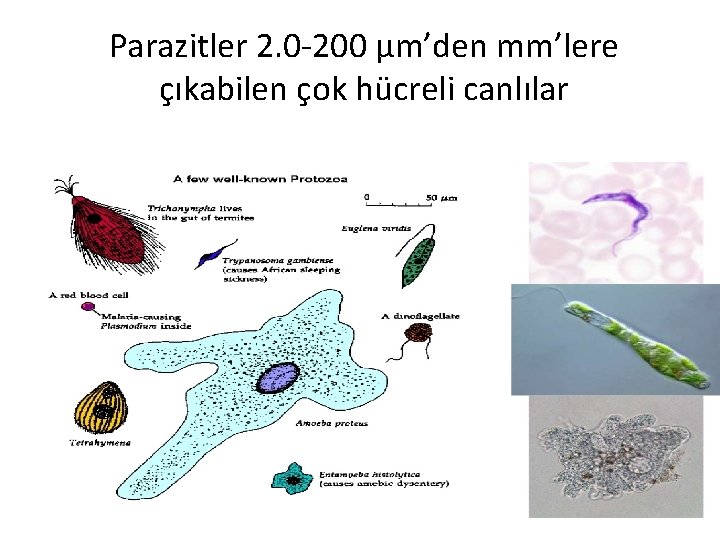 Parazitler 2. 0 -200 µm’den mm’lere çıkabilen çok hücreli canlılar 