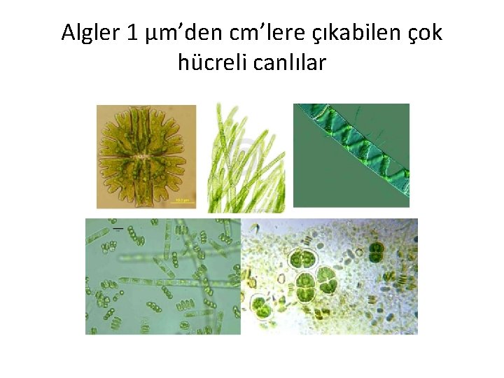 Algler 1 µm’den cm’lere çıkabilen çok hücreli canlılar 