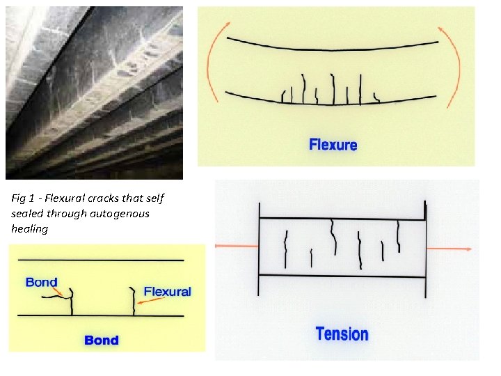 Fig 1 - Flexural cracks that self sealed through autogenous healing 