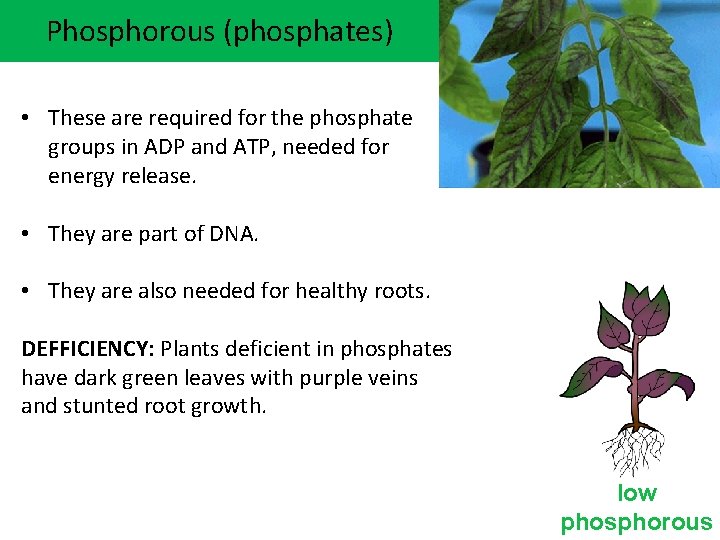 Phosphorous (phosphates) • These are required for the phosphate groups in ADP and ATP,