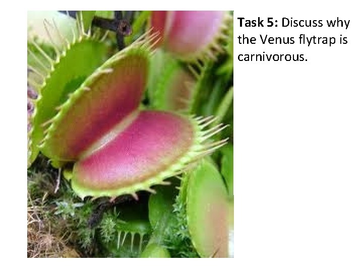 Task 5: Discuss why the Venus flytrap is carnivorous. 