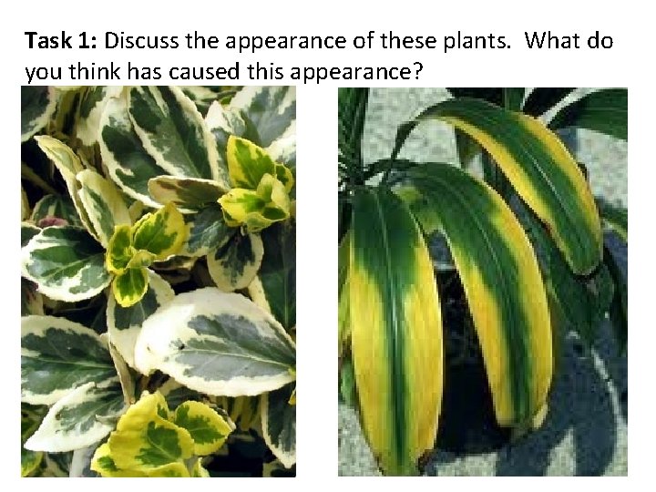 Task 1: Discuss the appearance of these plants. What do you think has caused