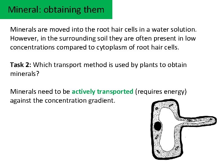 Mineral: obtaining them Minerals are moved into the root hair cells in a water