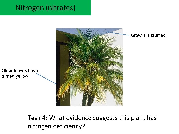 Nitrogen (nitrates) Growth is stunted Older leaves have turned yellow Task 4: What evidence