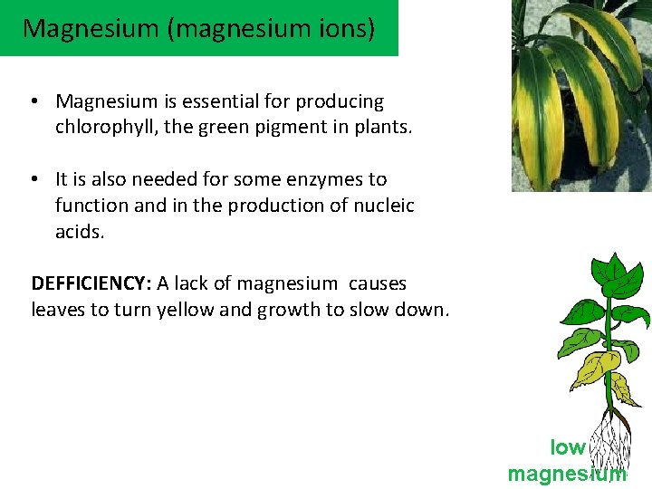 Magnesium (magnesium ions) • Magnesium is essential for producing chlorophyll, the green pigment in