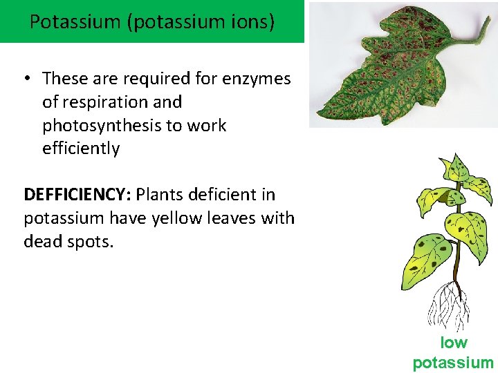 Potassium (potassium ions) • These are required for enzymes of respiration and photosynthesis to