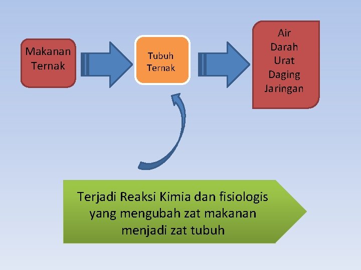 Makanan Ternak Tubuh Ternak Air Darah Urat Daging Jaringan Terjadi Reaksi Kimia dan fisiologis