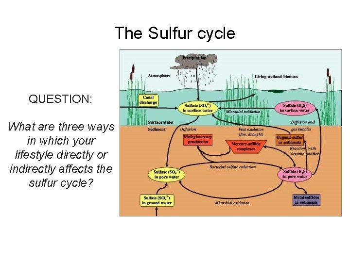 The Sulfur cycle QUESTION: What are three ways in which your lifestyle directly or