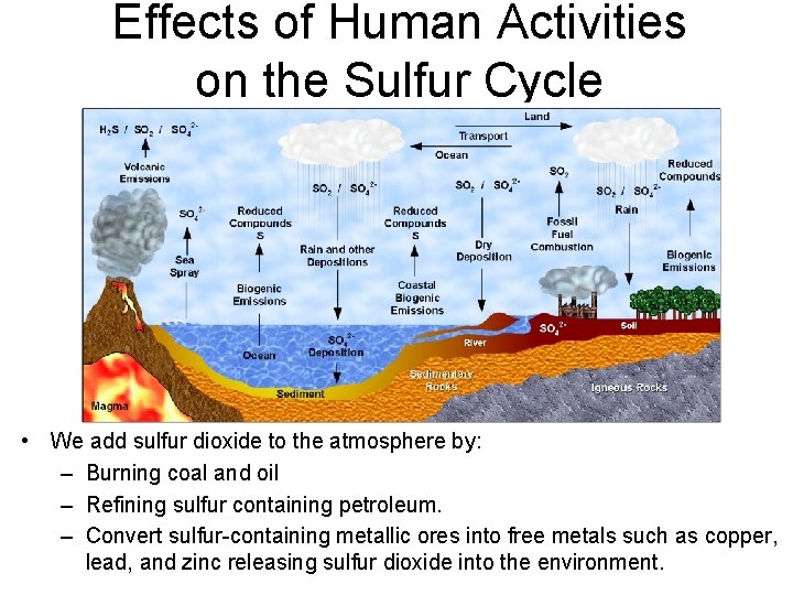 Effects of Human Activities on the Sulfur Cycle • We add sulfur dioxide to