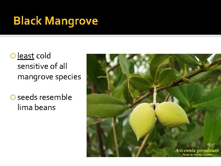 Black Mangrove least cold sensitive of all mangrove species seeds resemble lima beans 