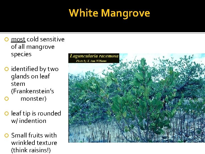 White Mangrove most cold sensitive of all mangrove species identified by two glands on