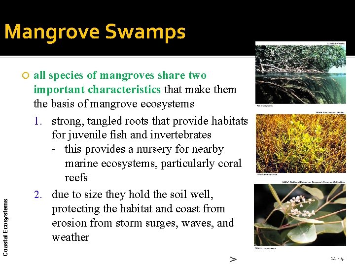 Mangrove Swamps Coastal Ecosystems all species of mangroves share two important characteristics that make