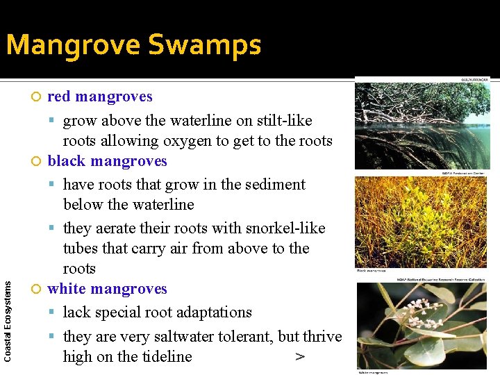 Mangrove Swamps red mangroves grow above the waterline on stilt-like roots allowing oxygen to