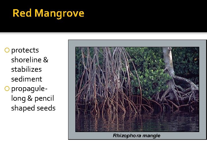 Red Mangrove protects shoreline & stabilizes sediment propagulelong & pencil shaped seeds 