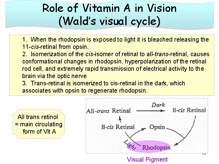 Role of Vitamin A in Vision (Wald’s visual cycle) 1. When the rhodopsin is