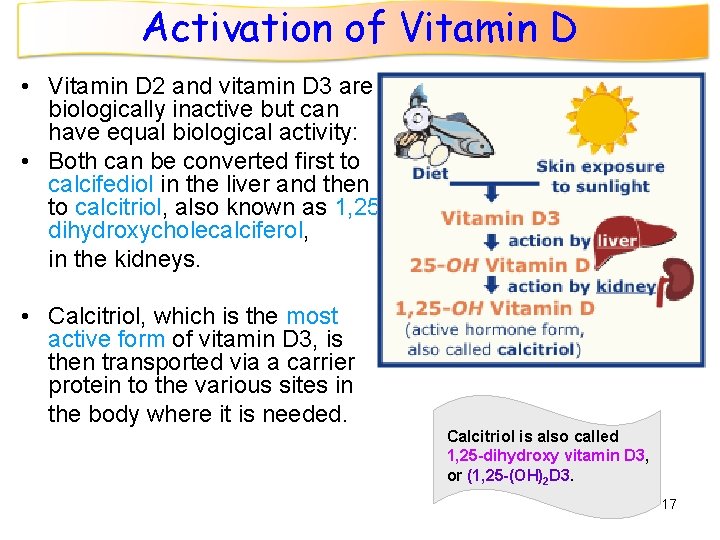 Activation of Vitamin D • Vitamin D 2 and vitamin D 3 are biologically