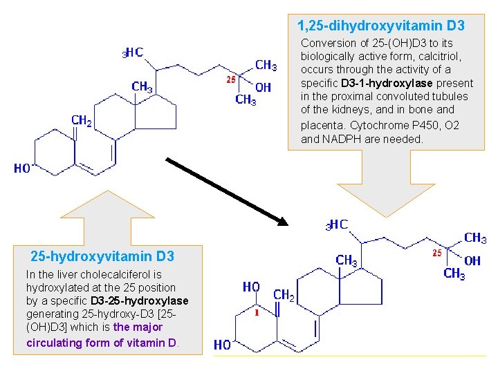 1, 25 -dihydroxyvitamin D 3 Conversion of 25 -(OH)D 3 to its biologically active