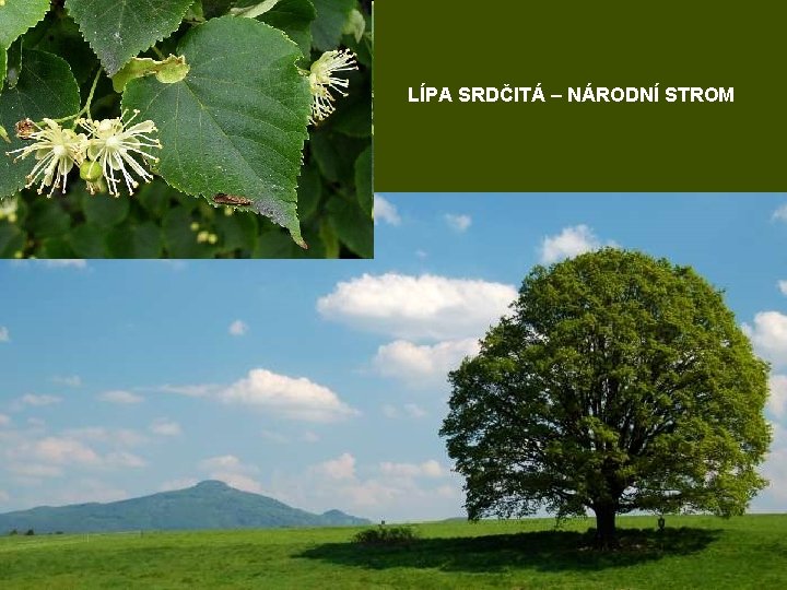 LÍPA SRDČITÁ – NÁRODNÍ STROM 