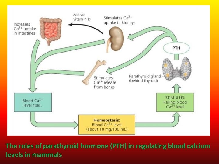 The roles of parathyroid hormone (PTH) in regulating blood calcium levels in mammals 