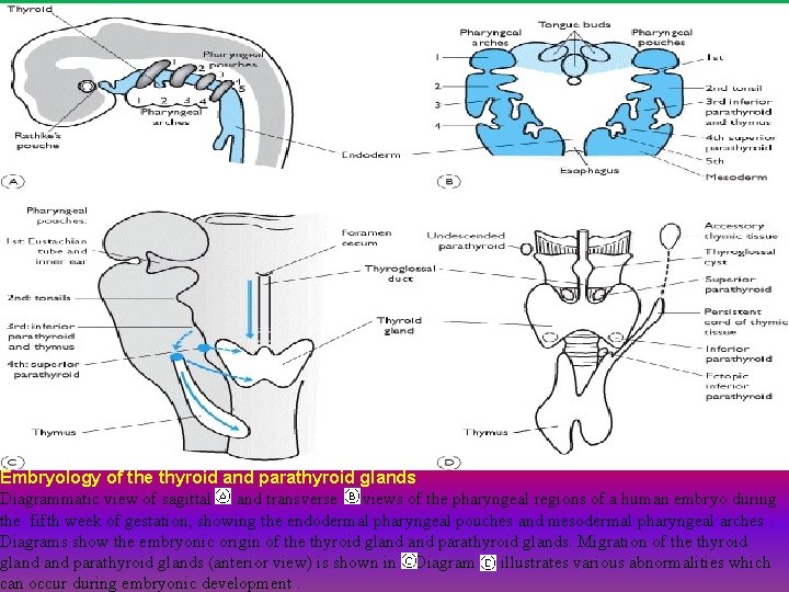 Embryology of the thyroid and parathyroid glands Diagrammatic view of sagittal and transverse views