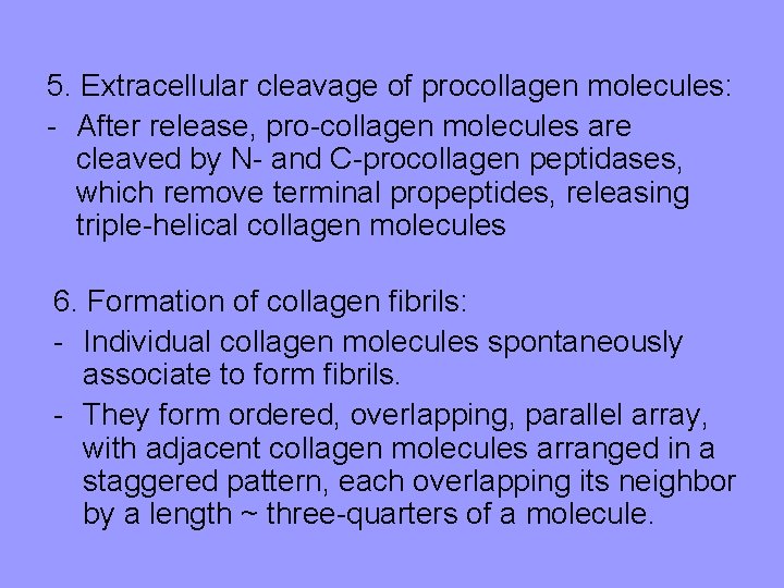 5. Extracellular cleavage of procollagen molecules: - After release, pro-collagen molecules are cleaved by