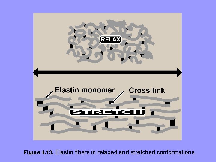 Figure 4. 13. Elastin fibers in relaxed and stretched conformations. 
