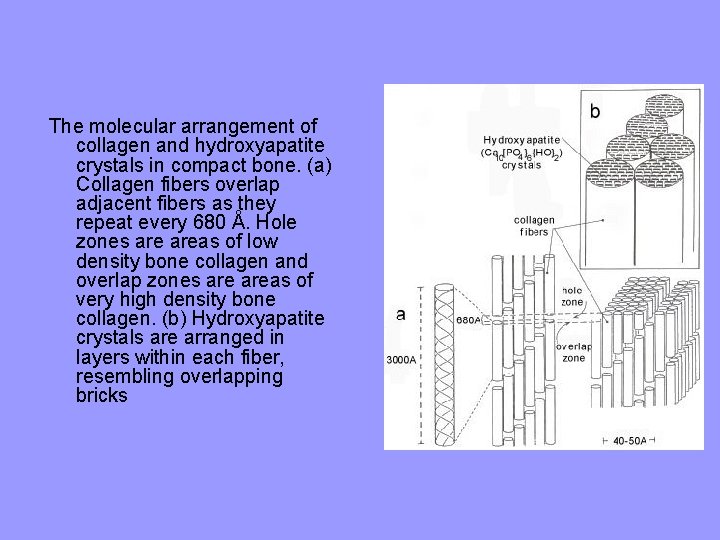 The molecular arrangement of collagen and hydroxyapatite crystals in compact bone. (a) Collagen fibers